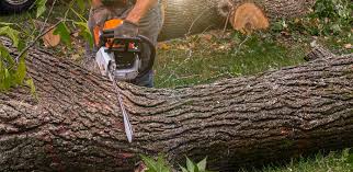 Best Tree Disease Treatment  in Byron Center, MI